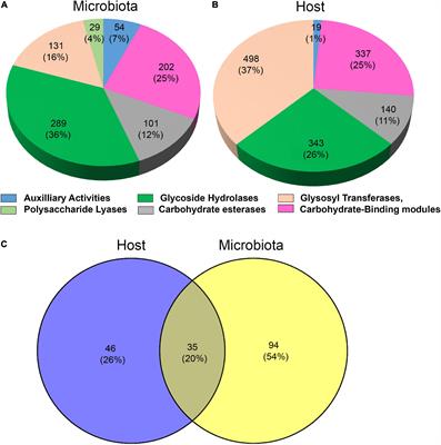 Metatranscriptomic holobiont analysis of carbohydrate-active enzymes in the millipede Telodeinopus aoutii (Diplopoda, Spirostreptida)